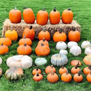 Loads of Pretty Pumpkins!