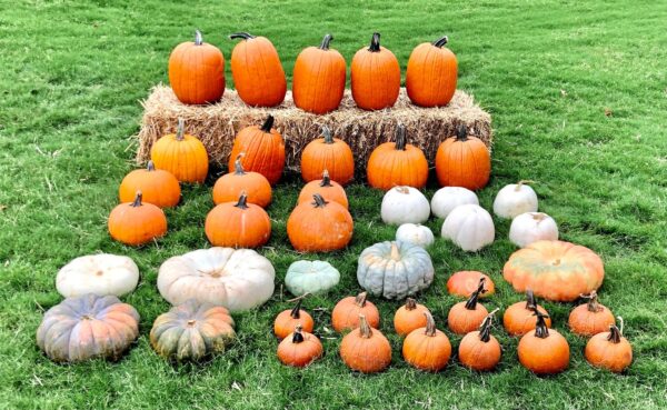 Loads of Pretty Pumpkins!