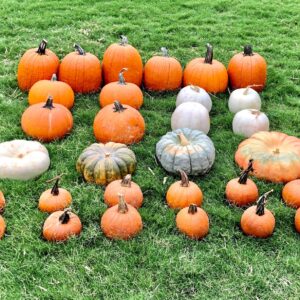 Happy Pumpkin Delight!