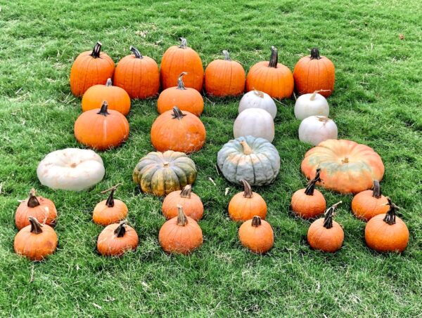 Happy Pumpkin Delight!